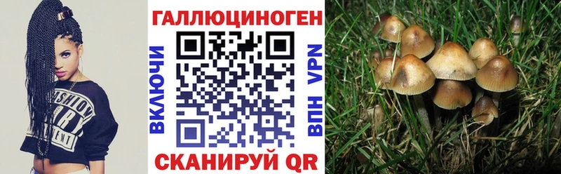 Галлюциногенные грибы Psilocybine cubensis  Горнозаводск 
